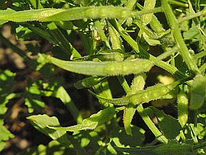 pods of seeds